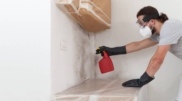 Professional Black Mold Removal technician working in Palisades Park, NJ